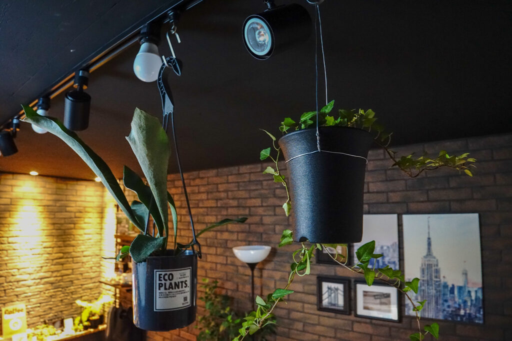観葉植物 天井から吊るす ハンギング で植物をおしゃれに飾る Design Garage